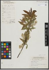 Foto von Salix rigida Muhl.